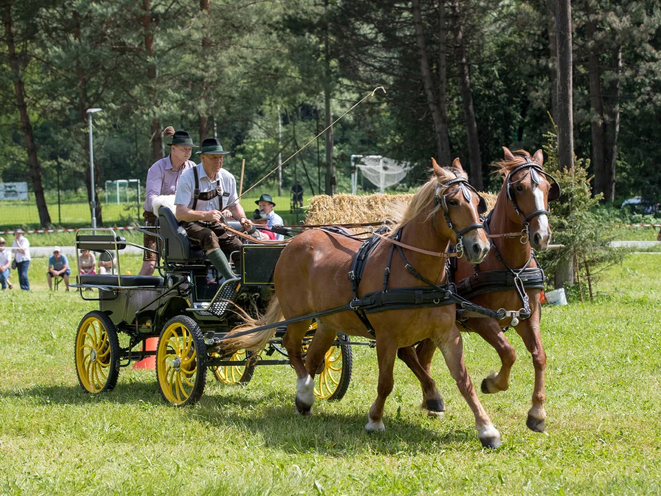 Zugpferdetreffen Zweigespann