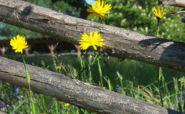 Blumen beim Almenlandhof