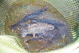 Catched Almenland trout