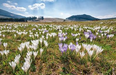 Krokusblüte auf den Almen