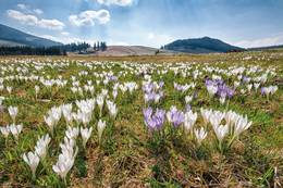 Die Krokusblüte auf der Teichalm ist ein wahres Naturschauspiel.