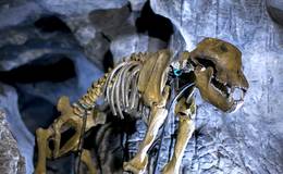 Bärenskelett in der Lurgrotte