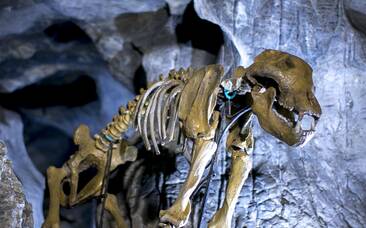 Bärenskelett in der Lurgrotte