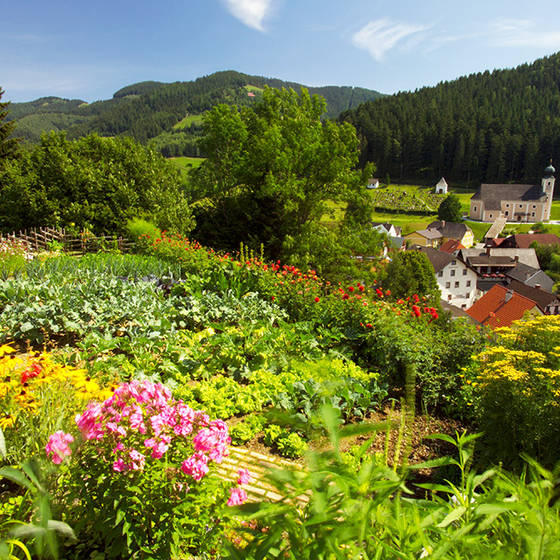 Blumenmeer in Gasen