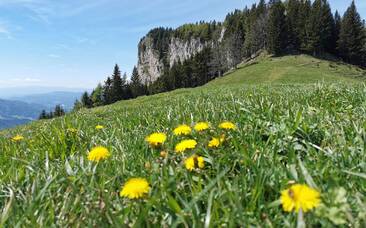 Löwenzahn bei der Roten Wand im Naturpark Almenland.