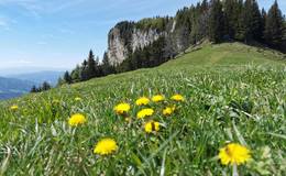 Löwenzahn bei der Roten Wand im Naturpark Almenland.