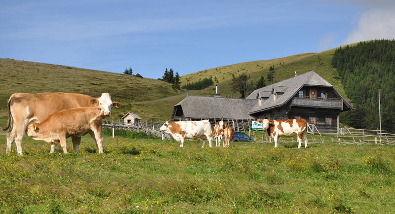Stoakoglhütte mit Kühen auf der Sommeralm im Naturpark Almenland, (C) Rudi Grabner