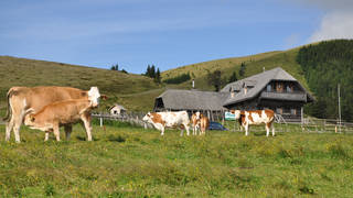 Steirischer Almtag / Naturpark / Steiermark