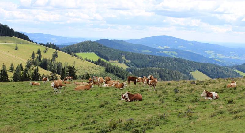 Ochsen bei der Stoakoglhütte
