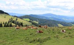 Ochsen bei der Stoakoglhütte