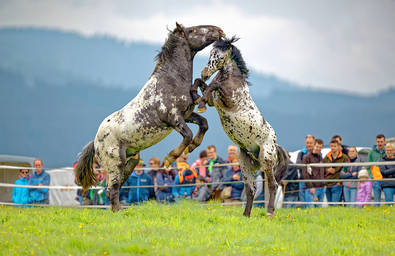 Ross auslassen auf der Sommeralm
