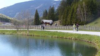 Wooden Ox Teichalm Nature Park Styria