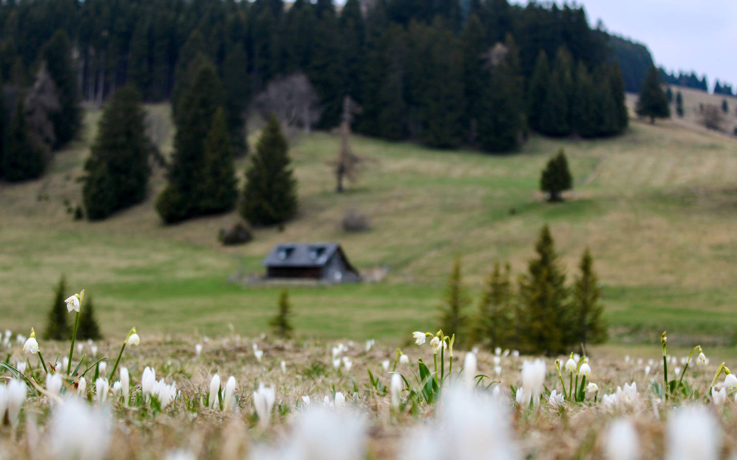 Krokusblüte auf der Sommeralm.