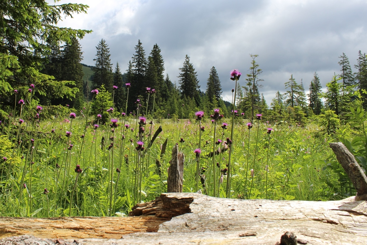Wiese mit Disteln auf der Teichalm