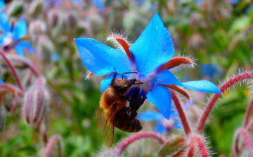 Blumen im Kräutergarten