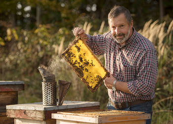 das Bienenvolk hautnah erleben