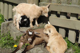 Baby goats in the Öko Park