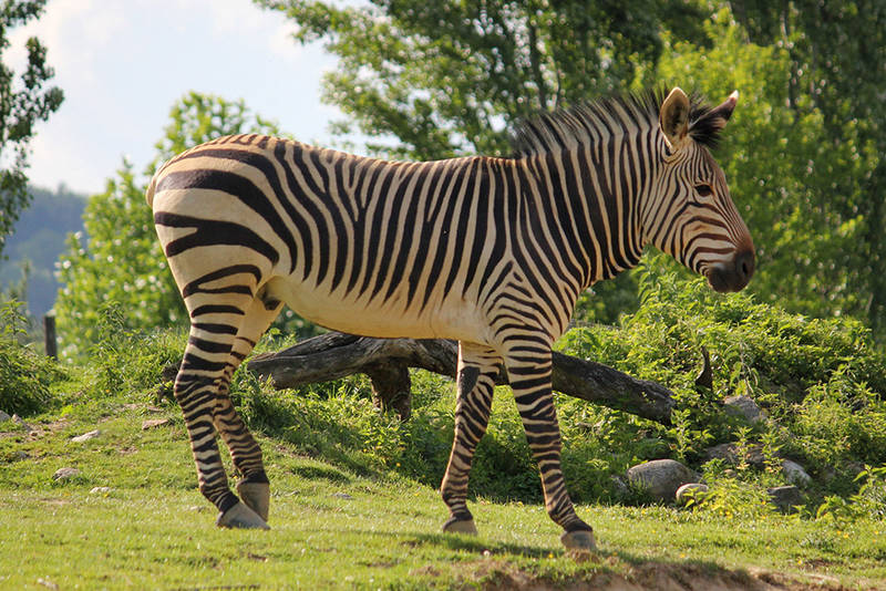 almenland-tierpark-schloss-herberstein-ausflug