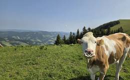 Kühe auf der Sommeralm im Naturpark Almenland