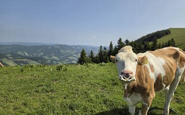 Kühe auf der Sommeralm im Naturpark Almenland