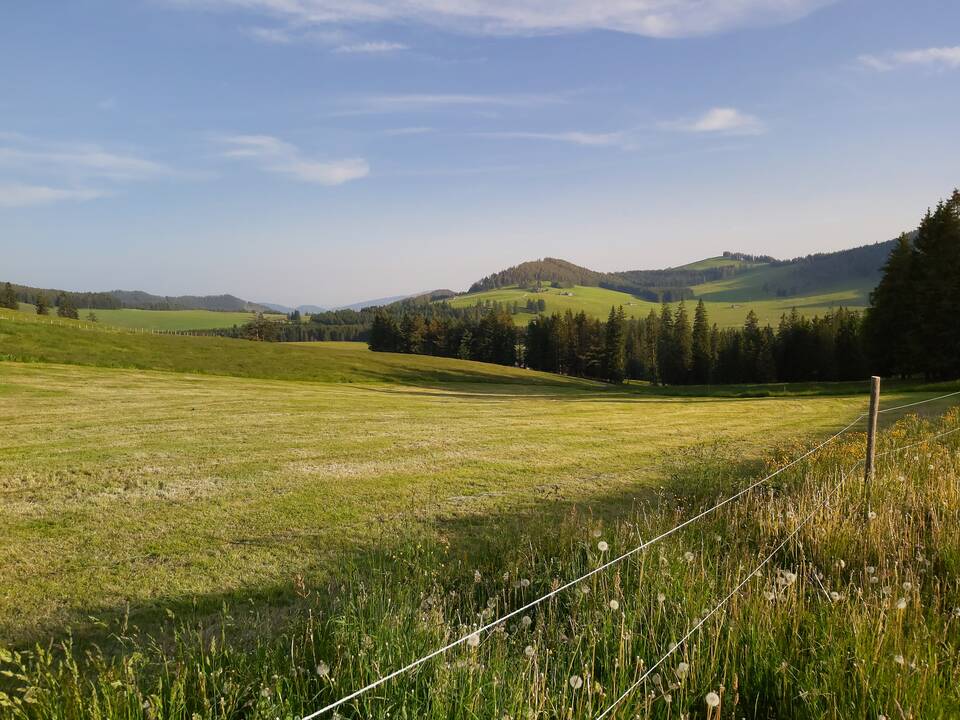 Die grüne Landschaft der Teichalm im Frühsommer.
