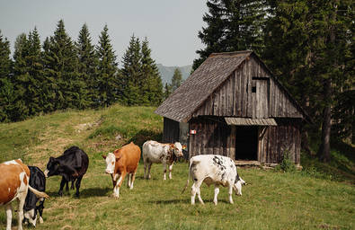Almwirtschaft im Naturpark Almenland