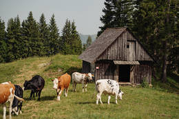 Almwirtschaft im Naturpark