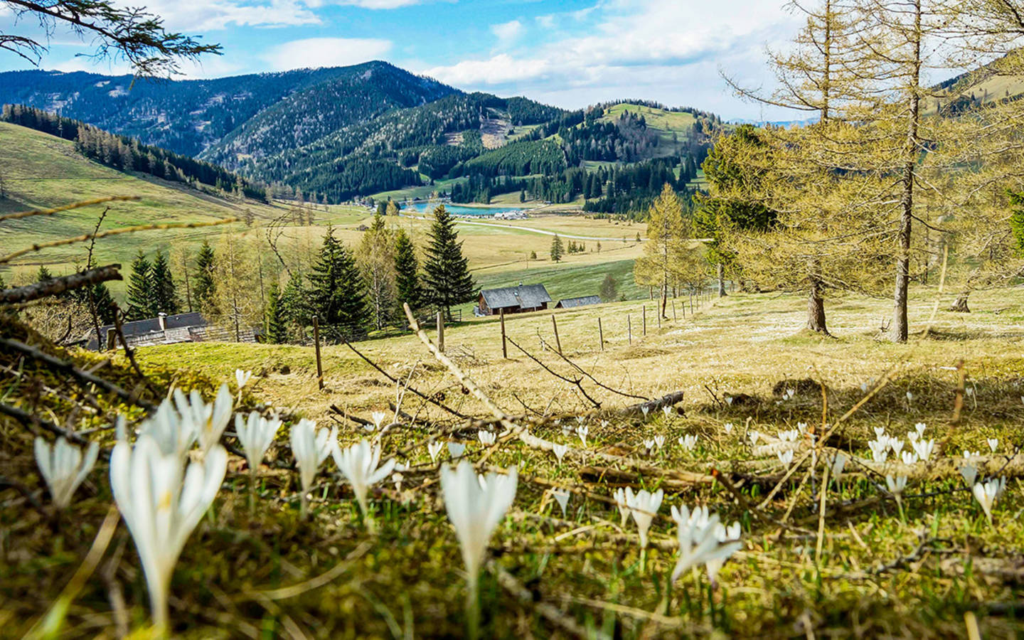 Krokusblüte auf der Teichalm, Foto S. Eder