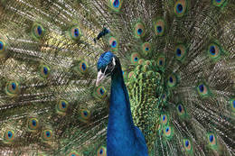 Peafowl in the Öko Park