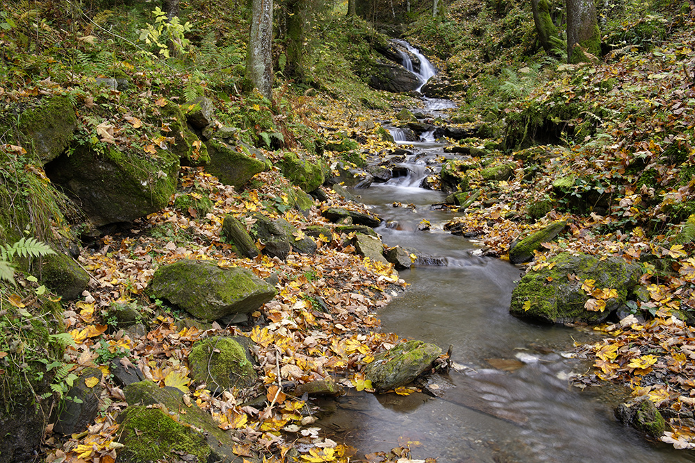 Raabklamm in Autumn in the Nature Park