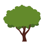 Baum