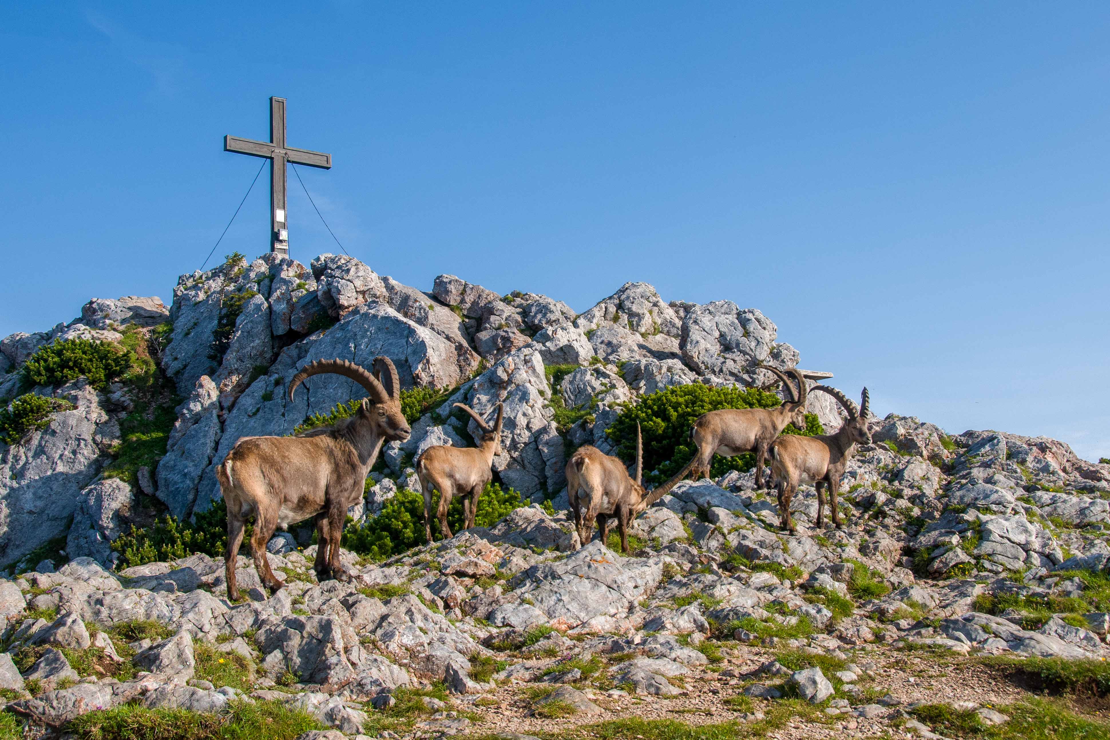 Hochlantschgipfel mit Steinböcken