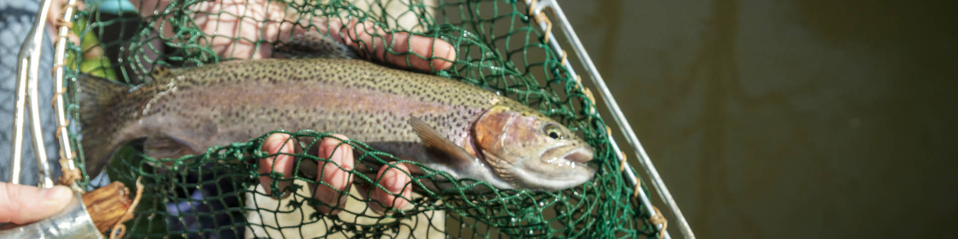 Der Almenland Fisch beim Gasthaus Karl Wirt
