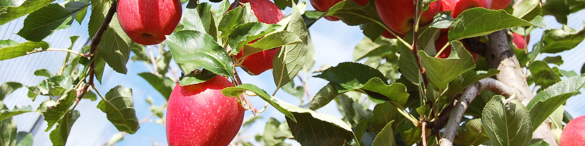 Apfelsorte Gala an den Obstbäumen der Familie Wilhelm