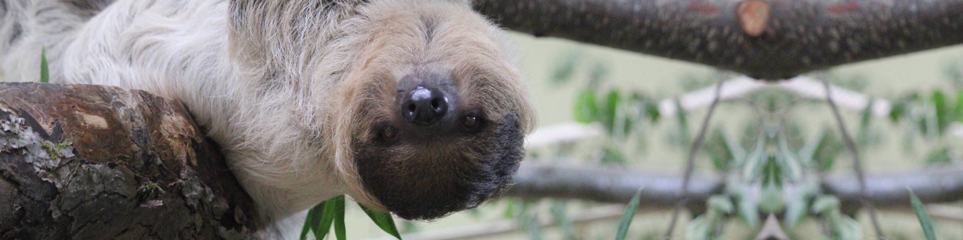 Faultier in der Tierwelt Herberstein