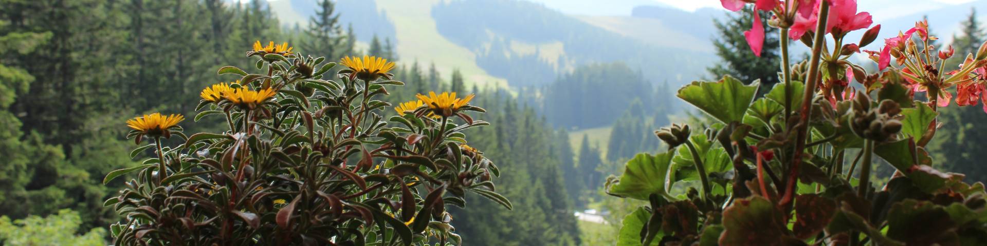 Blumenfenster