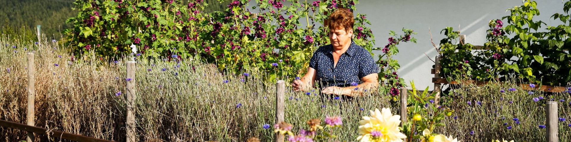 Im Kräutergarten der Familie Pöllabauer in Gasen