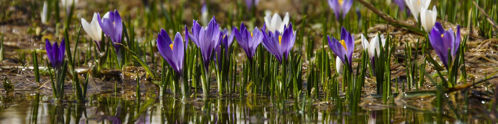 Krokusse Frühling
