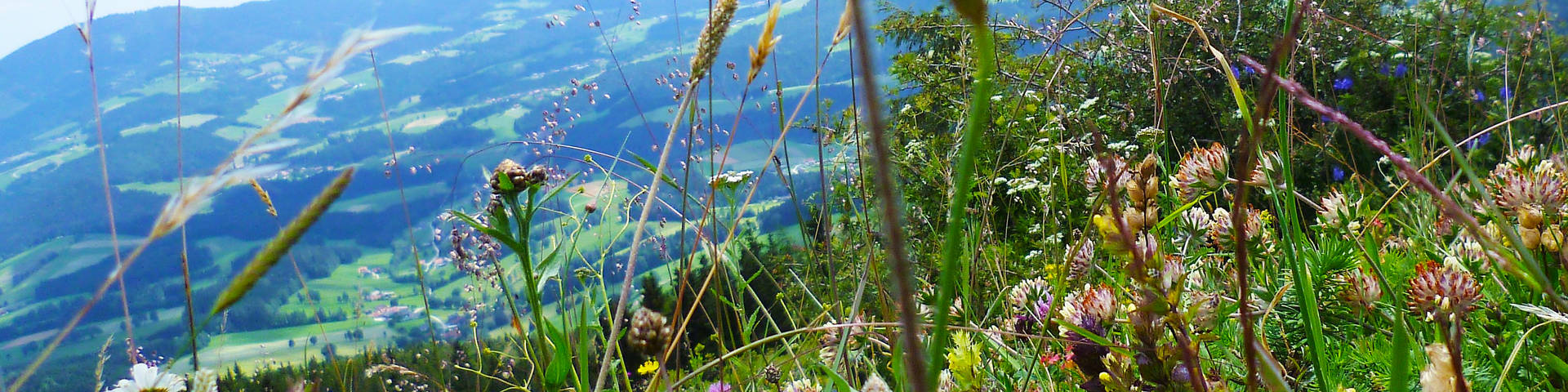 Blumenwiese im Naturpark Almenland