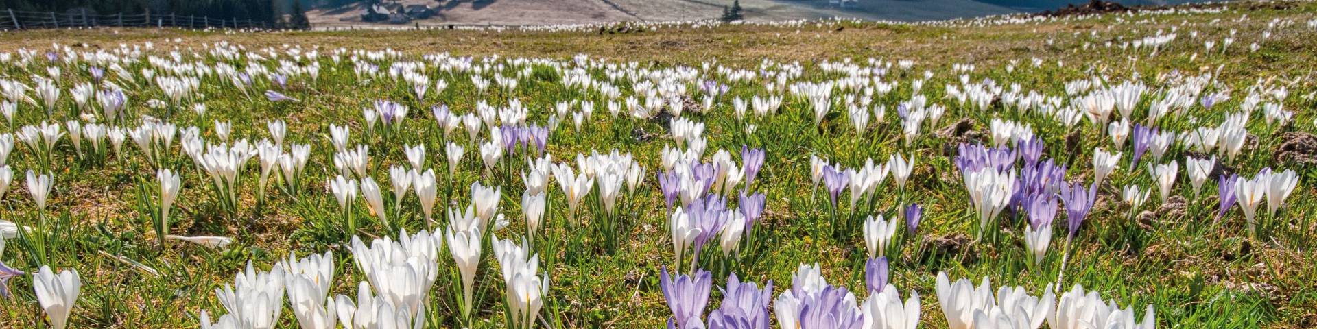 Krokusblüte