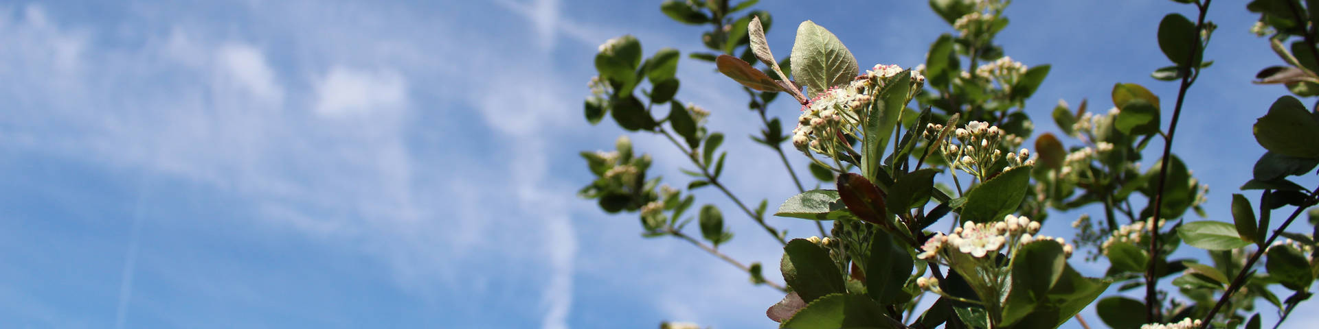 Aronia Blüten in den Anlagen