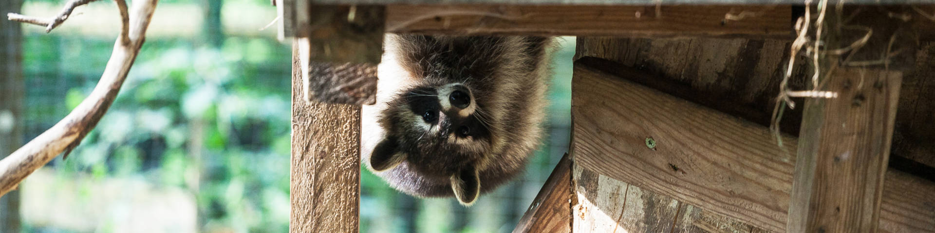 Waschbär im Waldpark Hochreiter