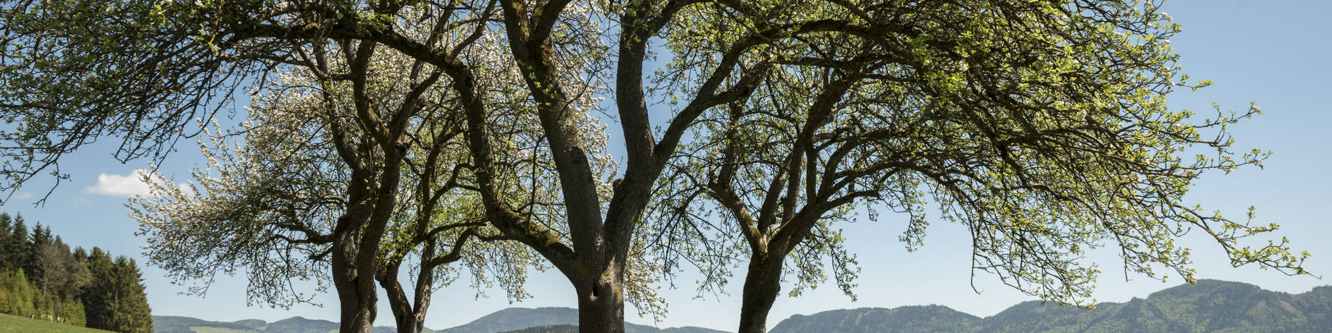 Wald und Wiesen