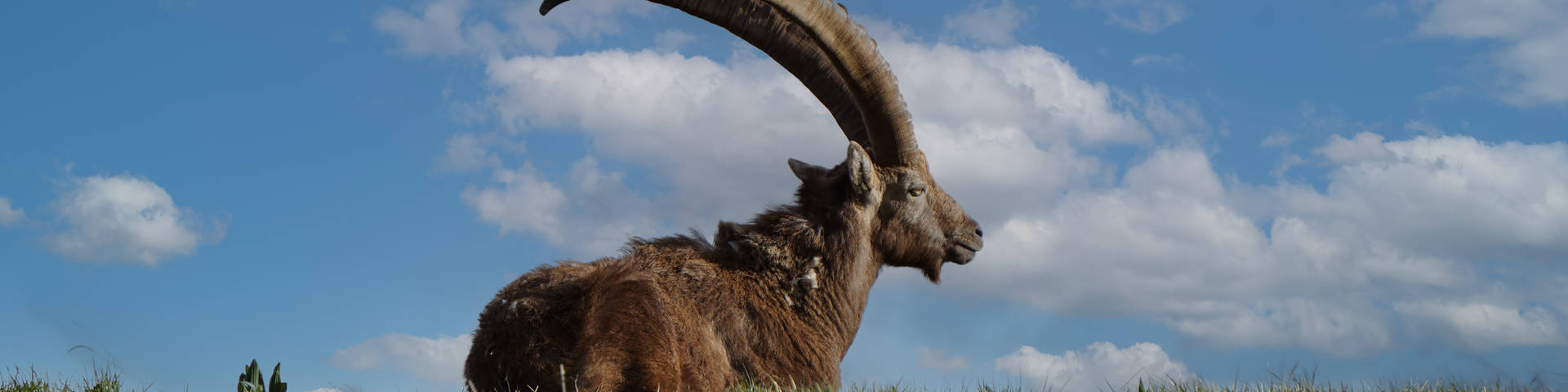 Steinbock auf der Roten Wand